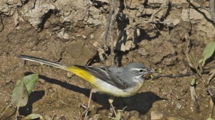 Dağ kuyruksallayanı