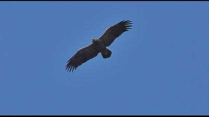 Küçük orman kartalı