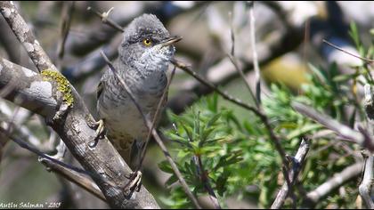 Barred Warbler
