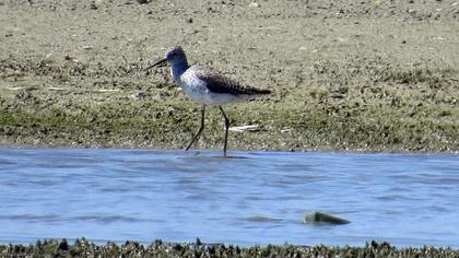 Bataklık düdükçünü