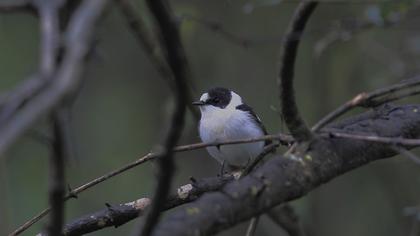 Collared Flycatcher