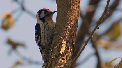 Küçük ağaçkakan