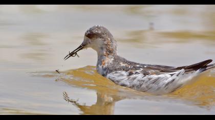 Red-necked Phalarope