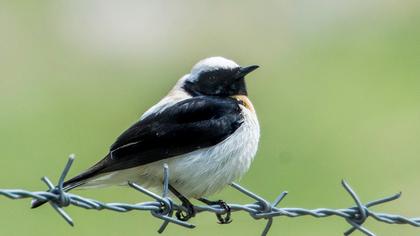 Karakulaklı kuyrukkakan
