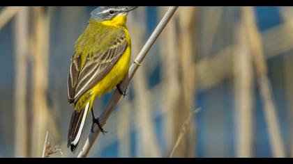 Sarı kuyruksallayan