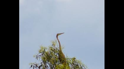 Erguvani balıkçıl