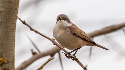 Küçük akgerdanlı ötleğen