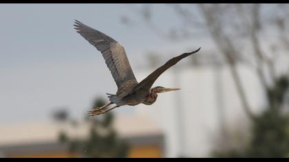 Erguvani balıkçıl