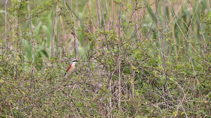 Kızılsırtlı örümcekkuşu