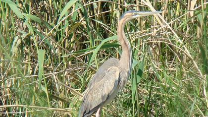 Erguvani balıkçıl