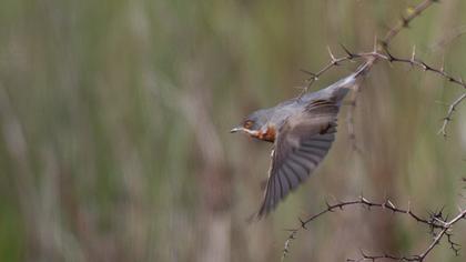 Bıyıklı ötleğen