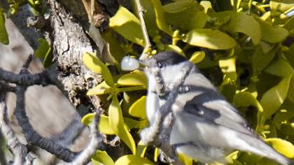 Karabaşlı ötleğen