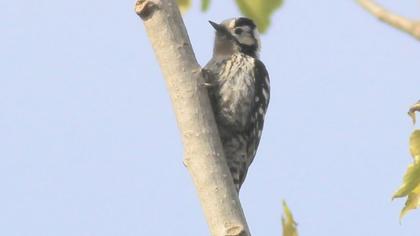 Küçük ağaçkakan