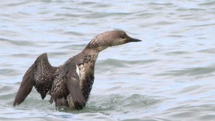 Karagerdanlı dalgıç