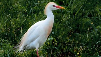 Sığır balıkçılı