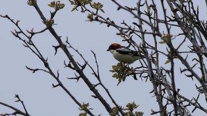 Kızılbaşlı örümcekkuşu