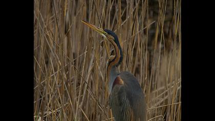 Erguvani balıkçıl