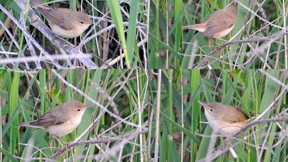 Çalı kamışçını