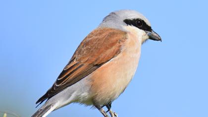 Kızılsırtlı örümcekkuşu