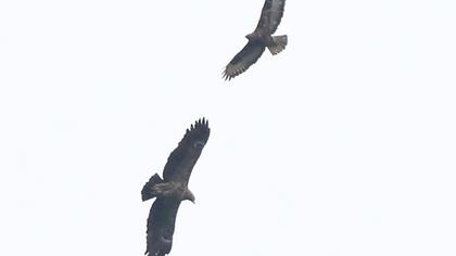 Küçük orman kartalı