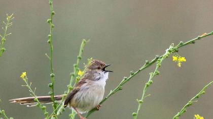 Dikkuyruklu ötleğen