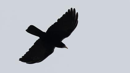 Sarıgagalı dağ kargası