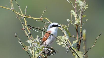 Kızılsırtlı örümcekkuşu