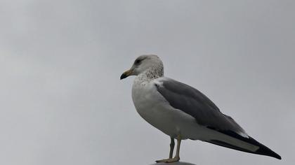 Küçük gümüş martı