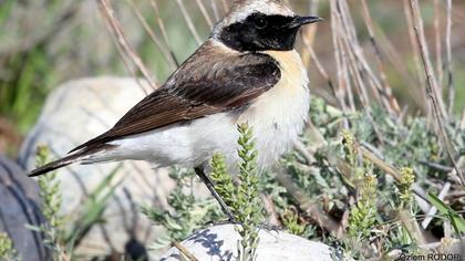 Karakulaklı kuyrukkakan