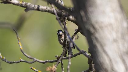 Küçük ağaçkakan