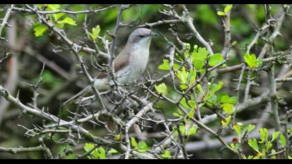 Küçük akgerdanlı ötleğen