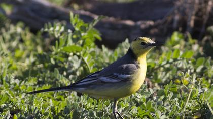 Sarıbaşlı kuyruksallayan