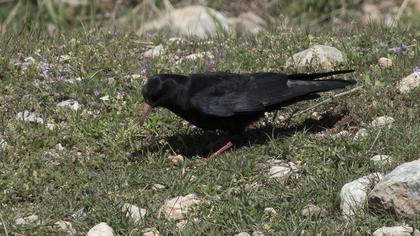 Kırmızıgagalı dağ kargası