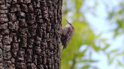 Bahçe tırmaşıkkuşu