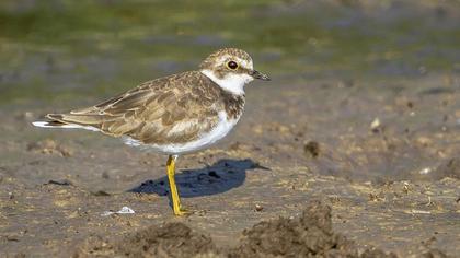 Halkalı küçük cılıbıt