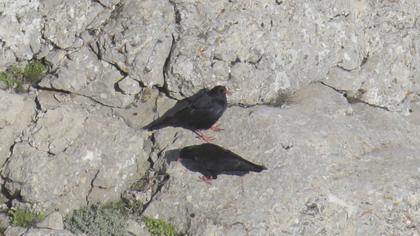 Kırmızıgagalı dağ kargası