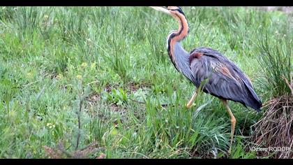 Erguvani balıkçıl