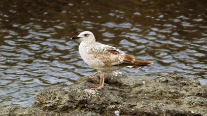 Küçük gümüş martı
