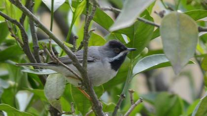 Karaboğazlı ötleğen