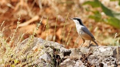 Büyük kaya sıvacısı