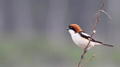 Kızılbaşlı örümcekkuşu