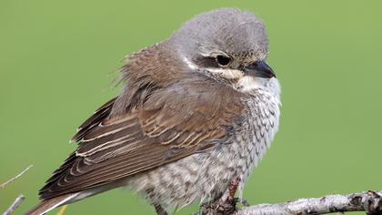 Kızılsırtlı örümcekkuşu