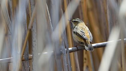 Kındıra kamışçını