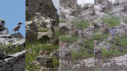 Büyük kaya sıvacısı