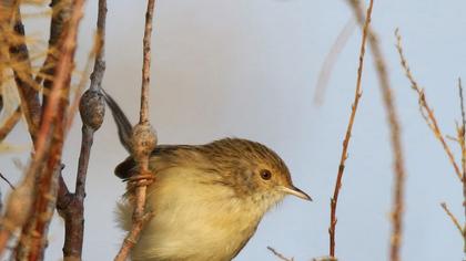 Dikkuyruklu ötleğen