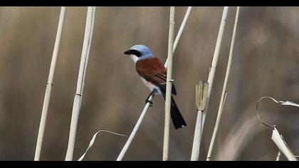 Kızılsırtlı örümcekkuşu