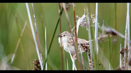 Dikkuyruklu ötleğen