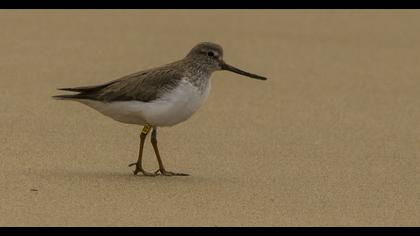 Terek düdükçünü