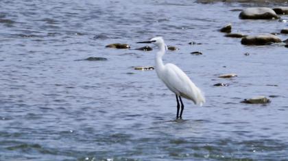 Küçük ak balıkçıl