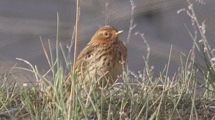 Kızılgerdanlı incirkuşu